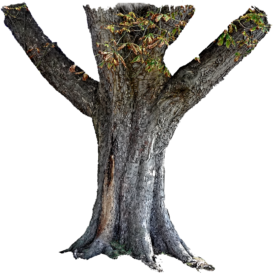 Tree Trunk PNG Flickr Photo Sharing HD Free Download