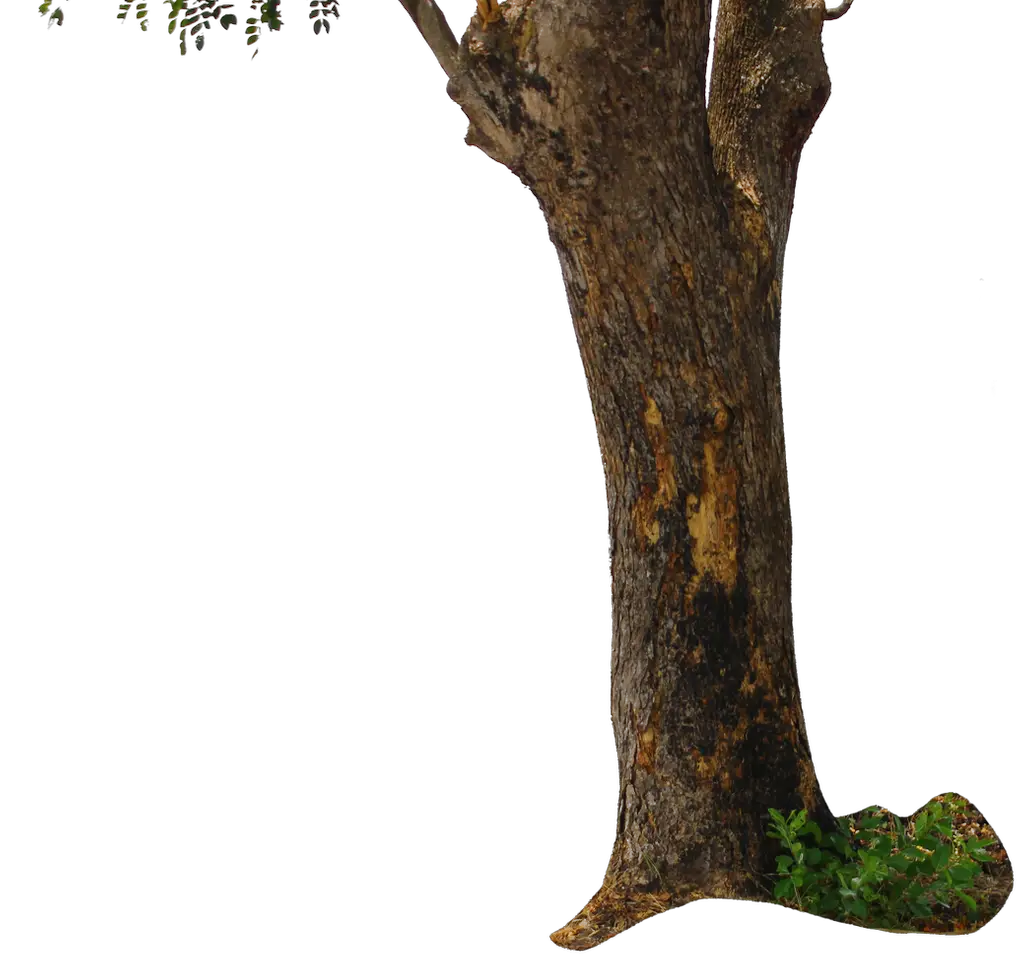Tree Trunk Tree PNG Andhikazanuar  HD Free Download