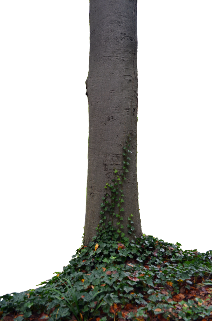 Tree Trunk With Ivy Photo Tall Dsc PNG  HD Free Download
