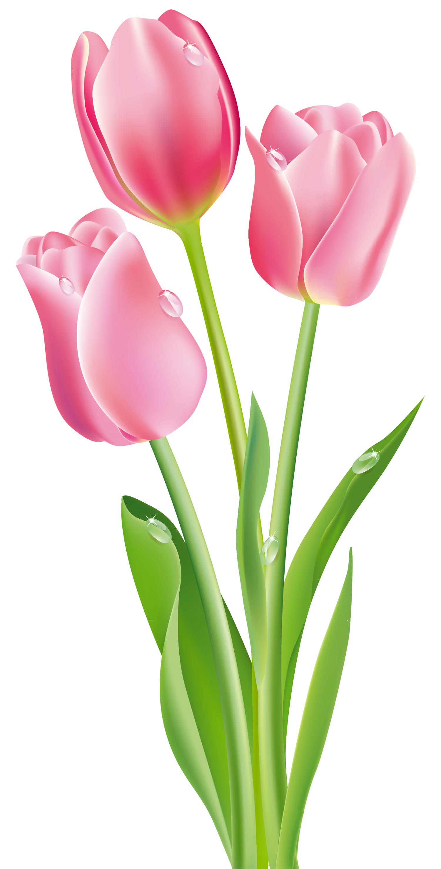 Tulip Clipart PNG Images From PNGimagesm  HD Free Download