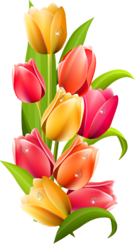 Tulip Gifs Fondos Cecill Tulipanes PNG  HD Free Download