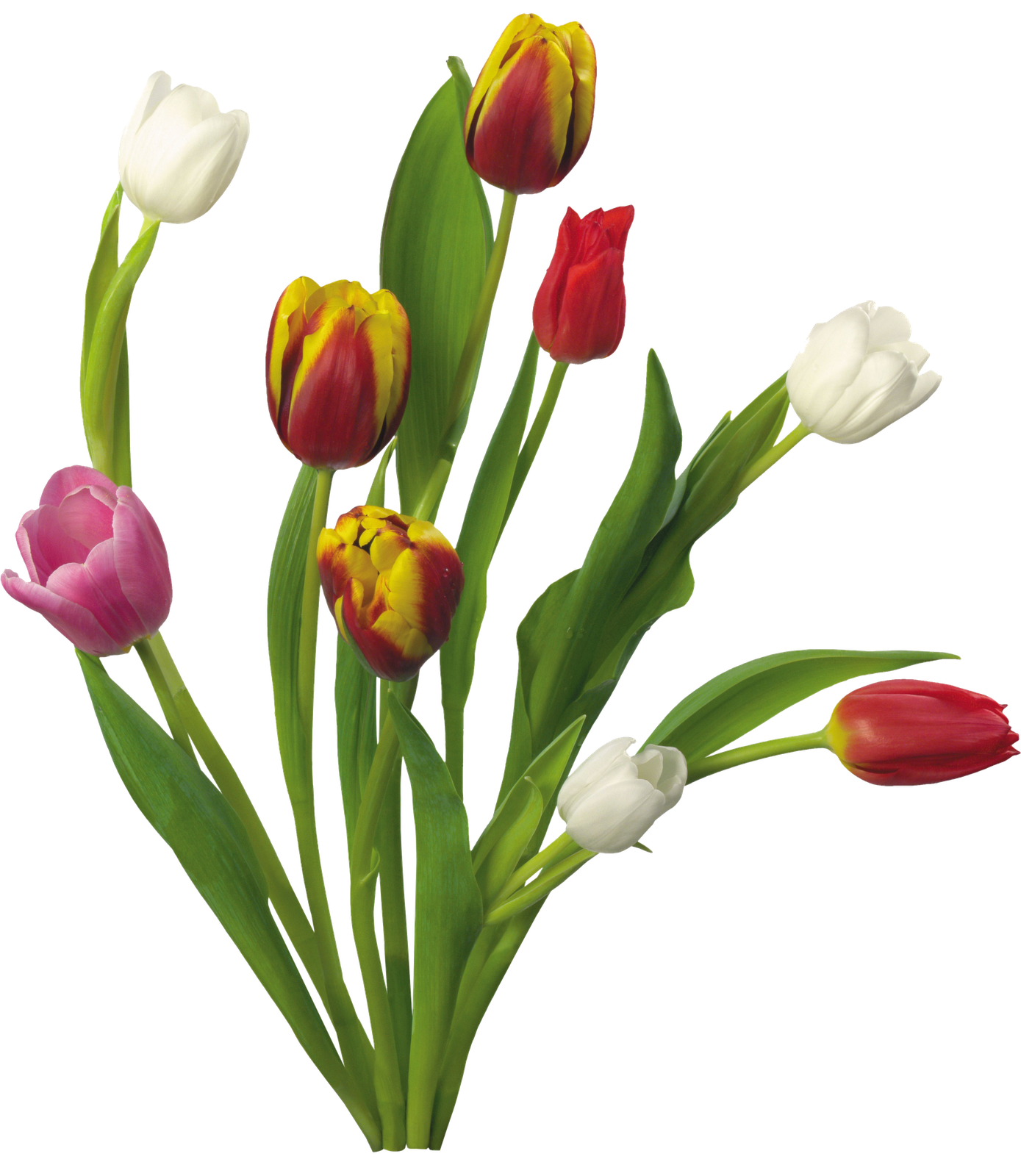 Tulip PNG Spring Flores Transparent  HD Free Download