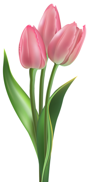 Tulip Soft Pink Tulips PNG Clipart Image Gallery   HD Free Download