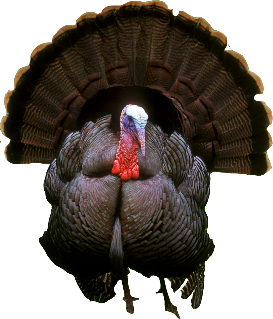 Turkey Kyliekriss Recent Posts Furvilla  HD Free Download