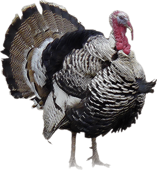 Turkey Outpost  HD Free Download