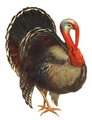 Turkey Pictures And Turkey Clip Art  HD Free Download