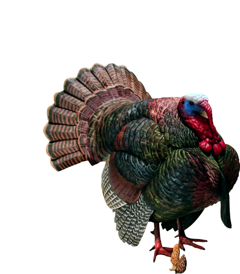 Turkey PNG Camelfobia Deviantart  HD Free Download