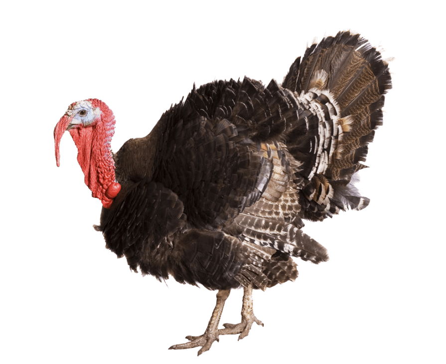 Turkey Transparent Background Image PNG Images HD Free Download