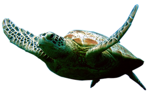 Turtle Herodotos Studios And Apartments Zakynthos Limni Keriou  HD Free Download