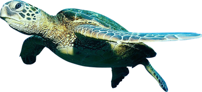 Turtle Pls Transportation Your Choice Transportation HD Free Download