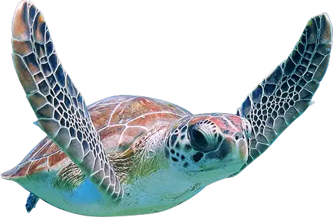 Turtle Private Maui Snorkeling Boat Tours HD Free Download