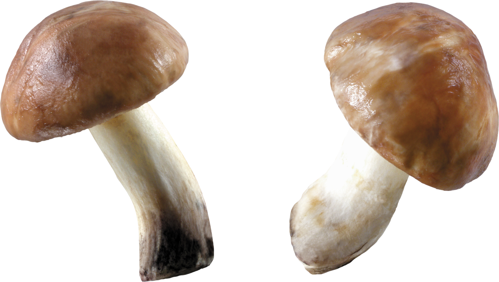 Two Mushroom Brown Pictures  HD Free Download