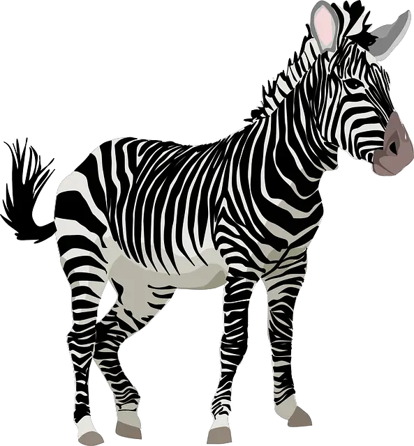 Vector Graphic Zebra Africa Animal Safari Zoo Image   HD Free Download