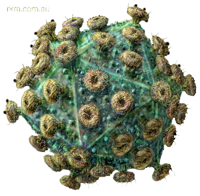 Virus Ets Clasificaci Las Ets  HD Free Download