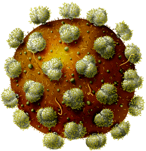Virus Jbrehm Biology Human World Viruses  HD Free Download