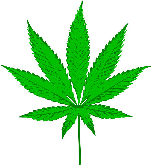 Weed Leaf Cannabis Sativa Marijuana Vector Graphic   HD Free Download