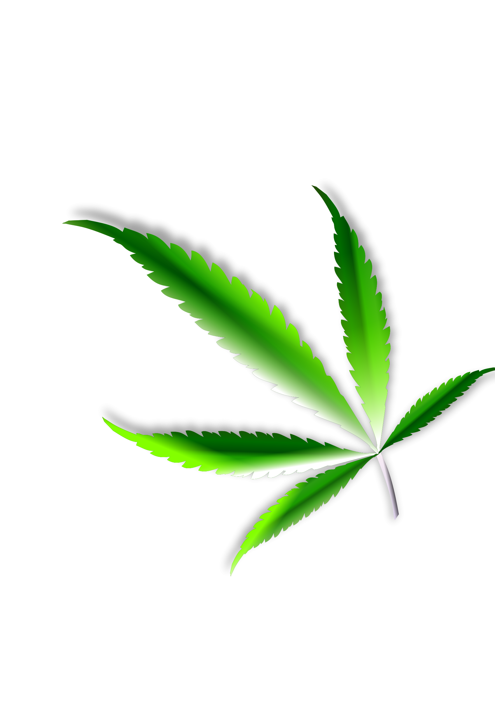Weed Leaf PNG  HD Free Download