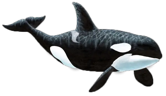 Whale Animal Fact Sheets HD Free Download