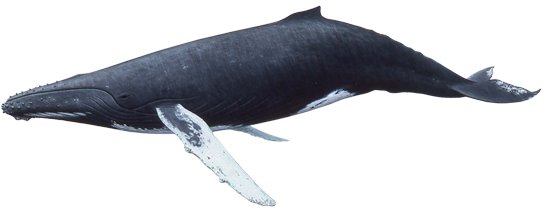 Whale PNG Image Collection For Crazypng  HD Free Download