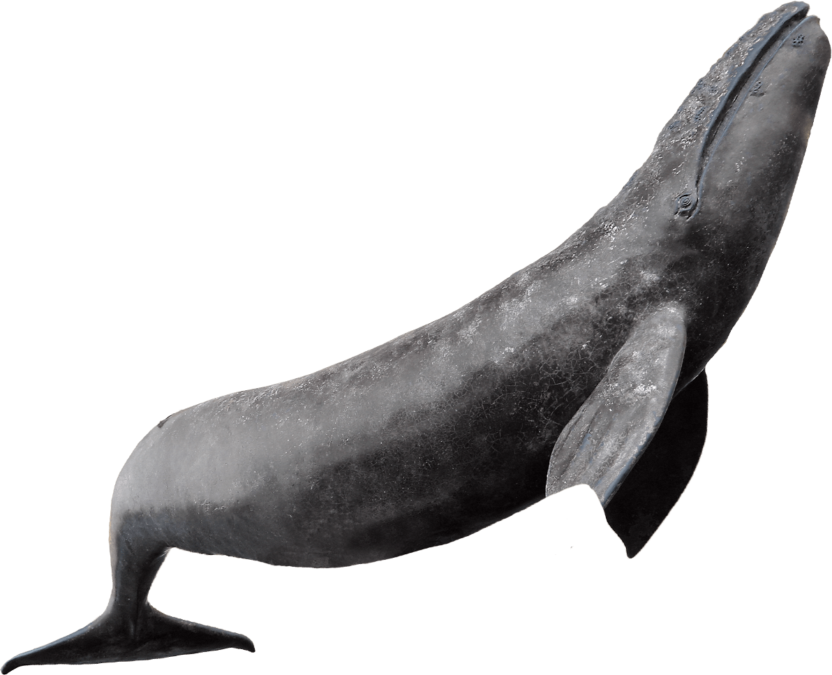 Whale Watching Tour  HD Free Download