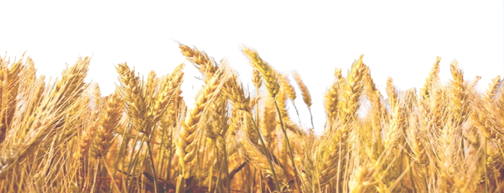 Wheat About Wolf River Valley Seed  HD Free Download