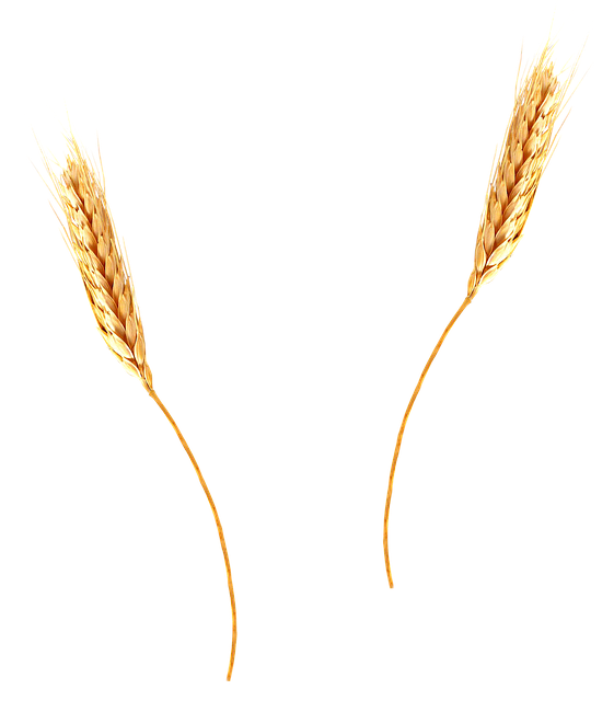 Wheat Agriculture Barley Photo   HD Free Download