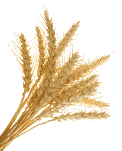 Wheat Gluten Marge Steinhage Fenelon  HD Free Download