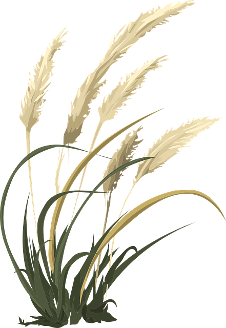 Wheat Grass Agriculture Vector Graphic   HD Free Download