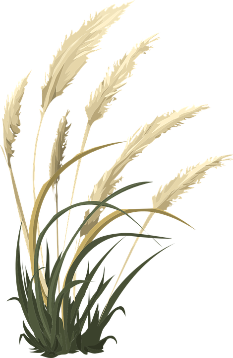 Wheat Grass Nature Vector Graphic   HD Free Download