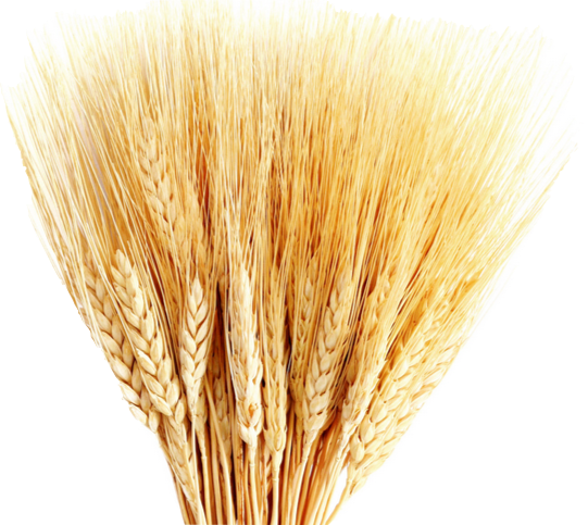 Wheat Missional Leadership HD Free Download