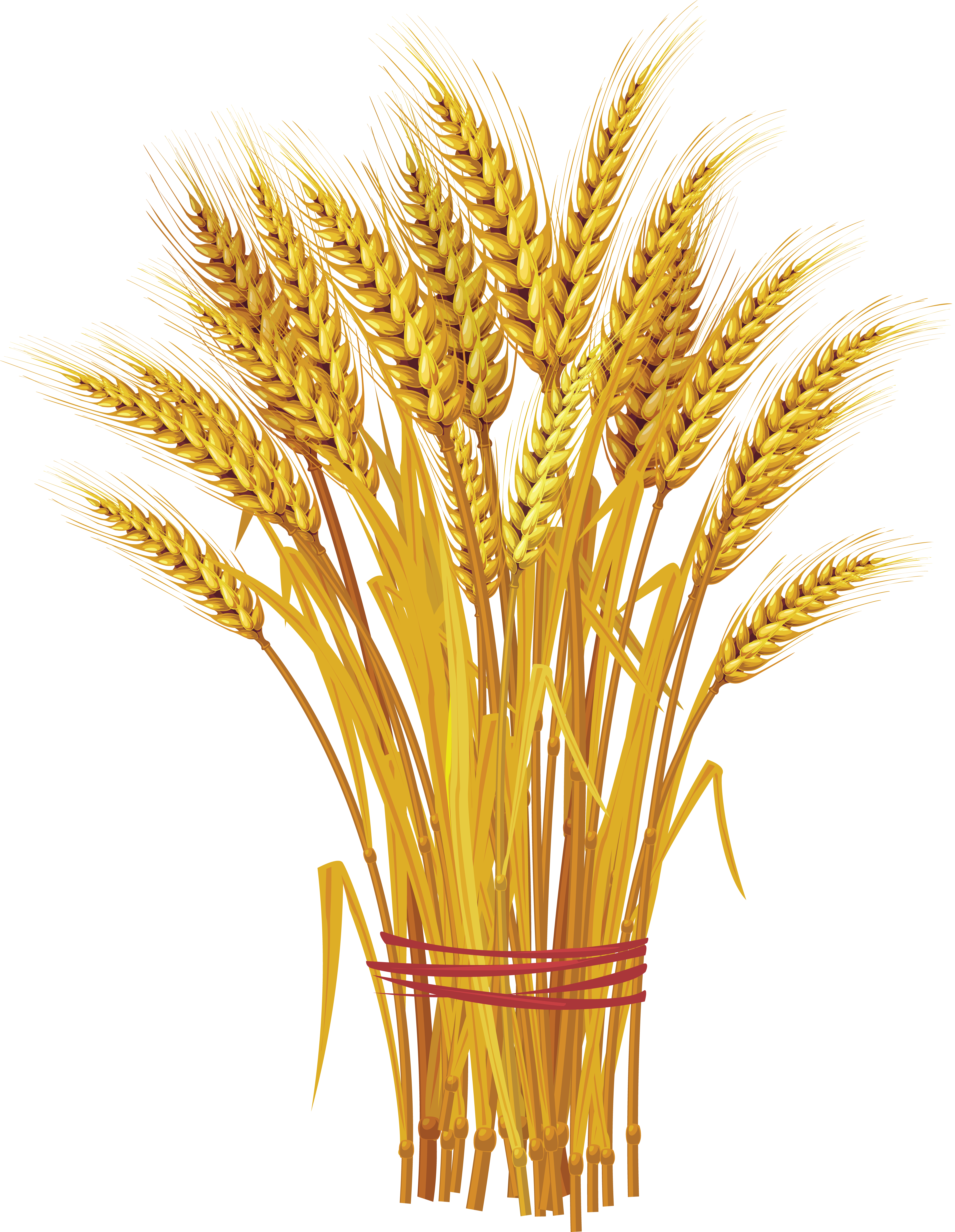Wheat PNG Image Purepng Transparent PNG Image  HD Free Download
