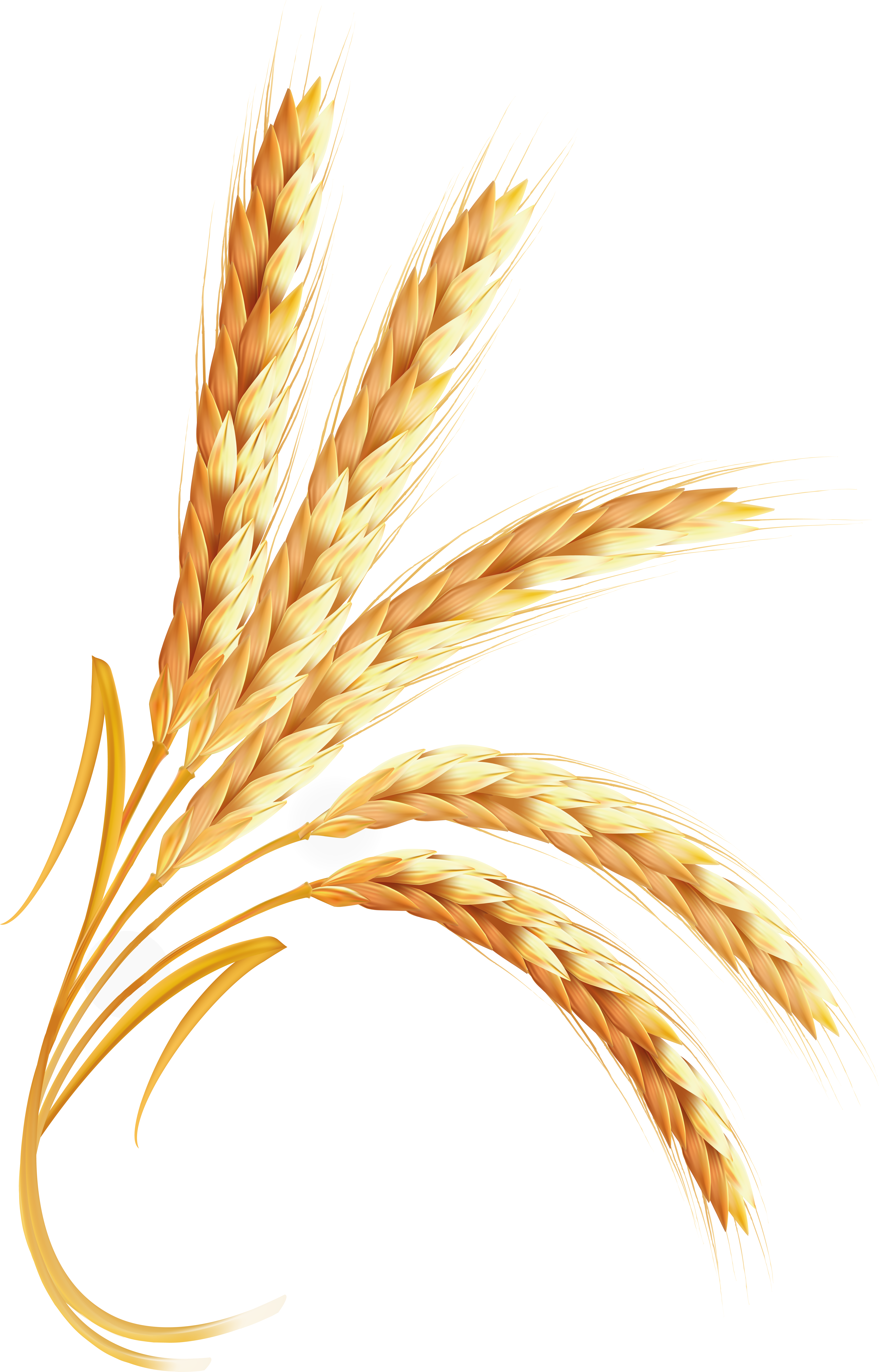 Wheat PNG Image Purepng Transparent PNG Image  HD Free Download