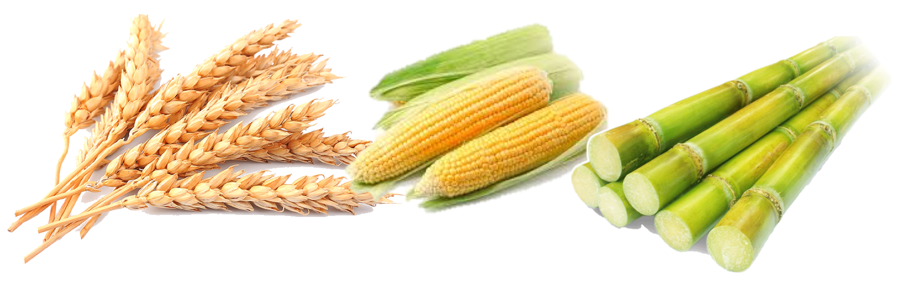 Wheat Sugar And Maize Duties Structure Reviewed  HD Free Download
