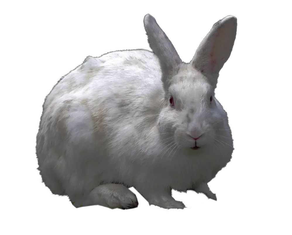 White Rabbit PNG Virgolinedancer Deviantart HD Free Download