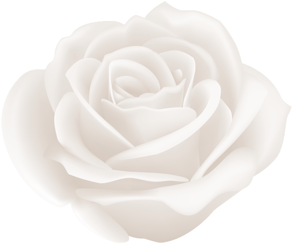White Rose Clip Art Image Gallery High  HD Free Download
