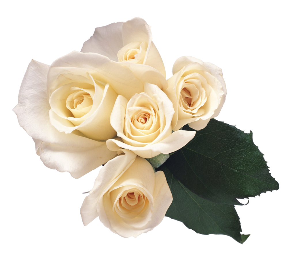 White Rose Yellow Rose Flower PNG Transparent Images  HD Free Download