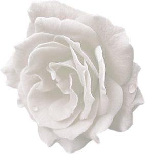 White Rose Index Users Tbalze Flower Roses PNG  HD Free Download