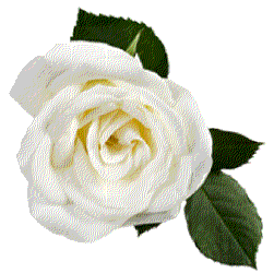 White Rose Lanshire Floral Design Flower Design Hatfield  HD Free Download