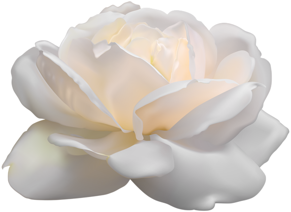 White Rose PNG Clip Art Image Gallery   HD Free Download