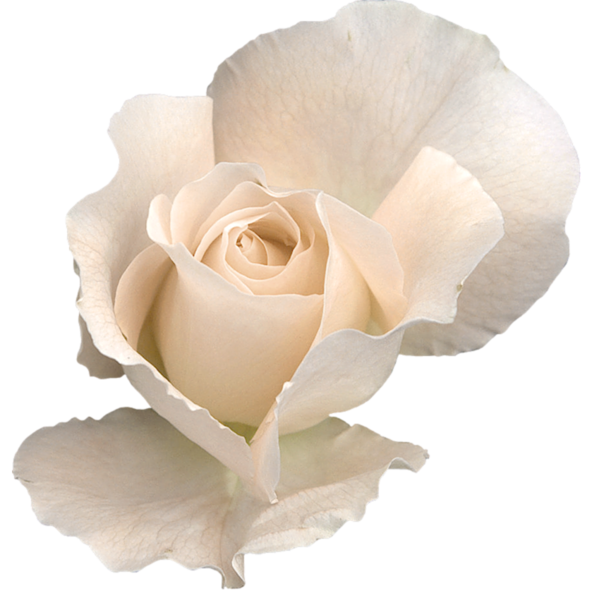 White Rose PNG Clipart Image Gallery High  HD Free Download