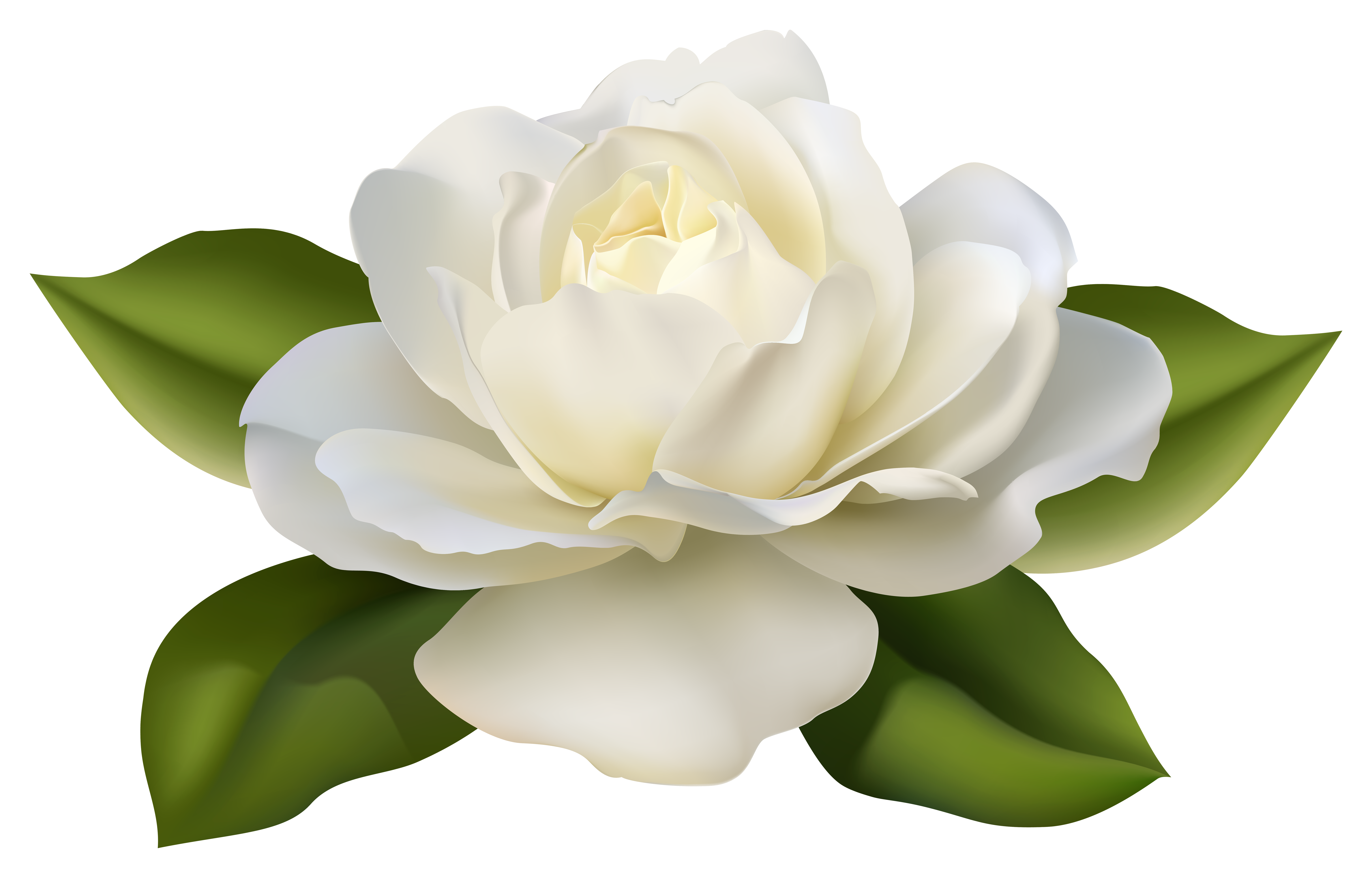 White Rose White Roses Pictures Gallery Impremedia  HD Free Download