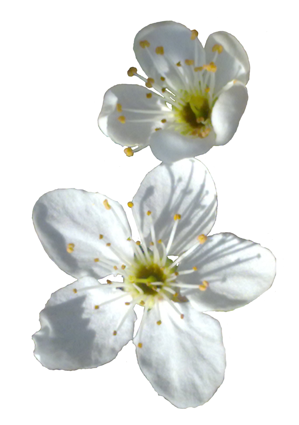 White Spring Flower PNG  HD Free Download
