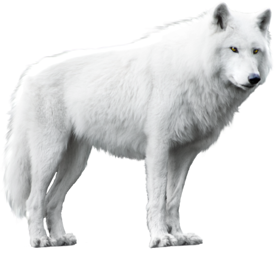White Wolf Isolated Rhabwar Troll Deviantart  HD Free Download