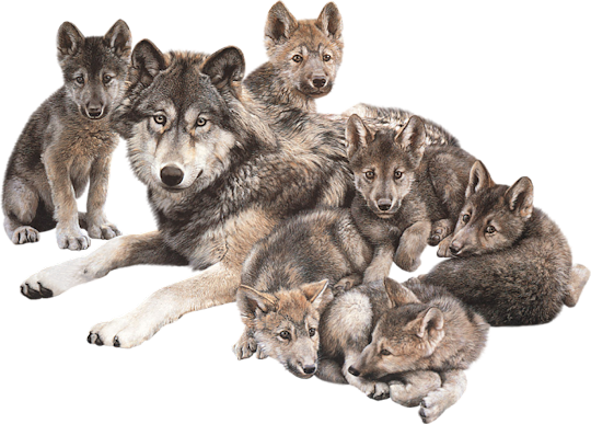 Wolf Clip Art Graphics  HD Free Download