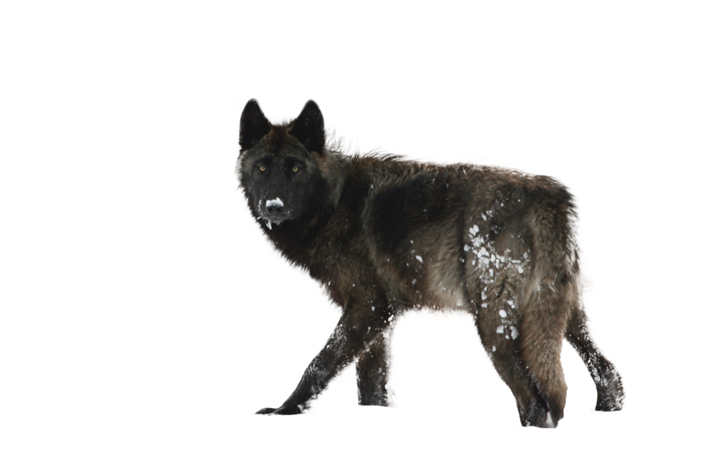 Wolf Gayaliberty Giusy Deviantart  HD Free Download