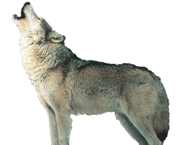 Wolf Handbook Shsat Verbal  HD Free Download