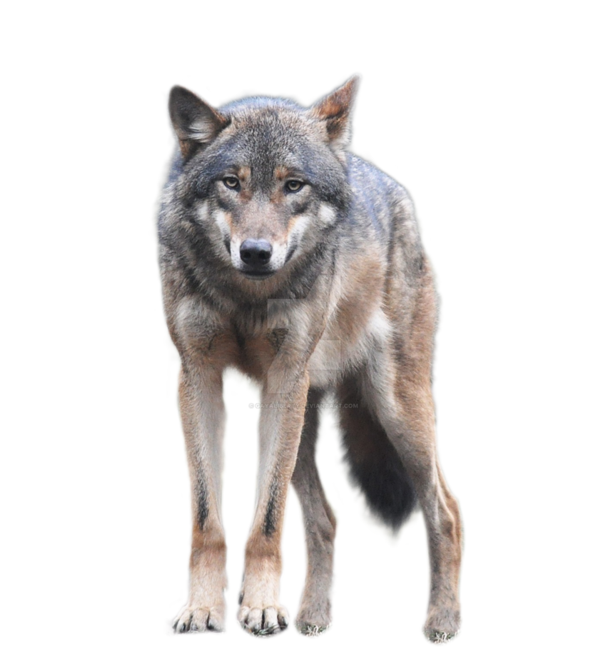 Wolf PNG Gayaliberty Deviantart  HD Free Download