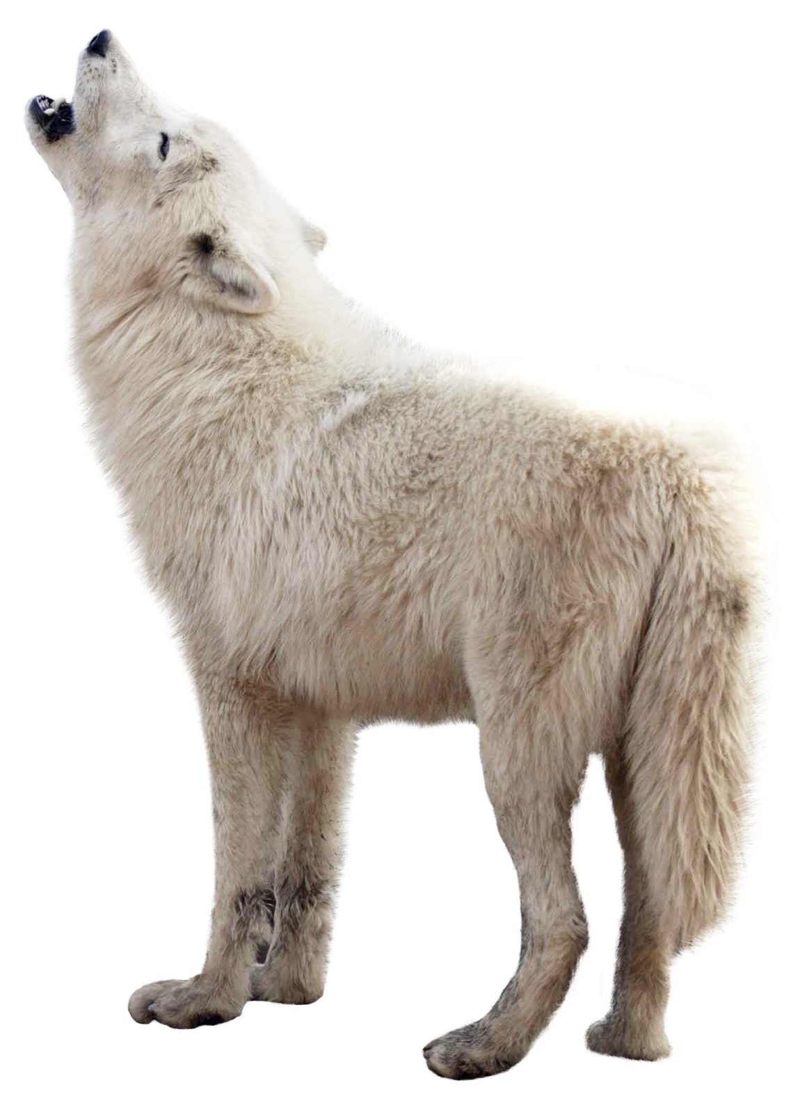 Wolf PNG Image   HD Free Download
