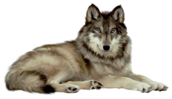 Wolf PNG Jadesoo Deviantart  HD Free Download
