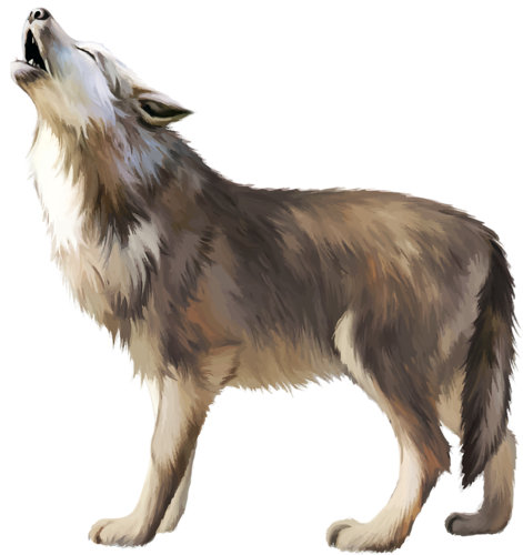 Wolf PNG Lobo Transparent Lobo Images   HD Free Download